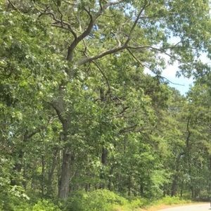 Meet your Posher, Rose